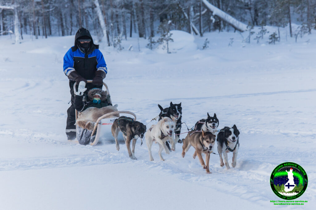 Husky safari sales